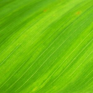 Macro shot of a green leaf's texture, ideal for backgrounds.